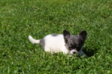 Chihuahua (teef) 49013