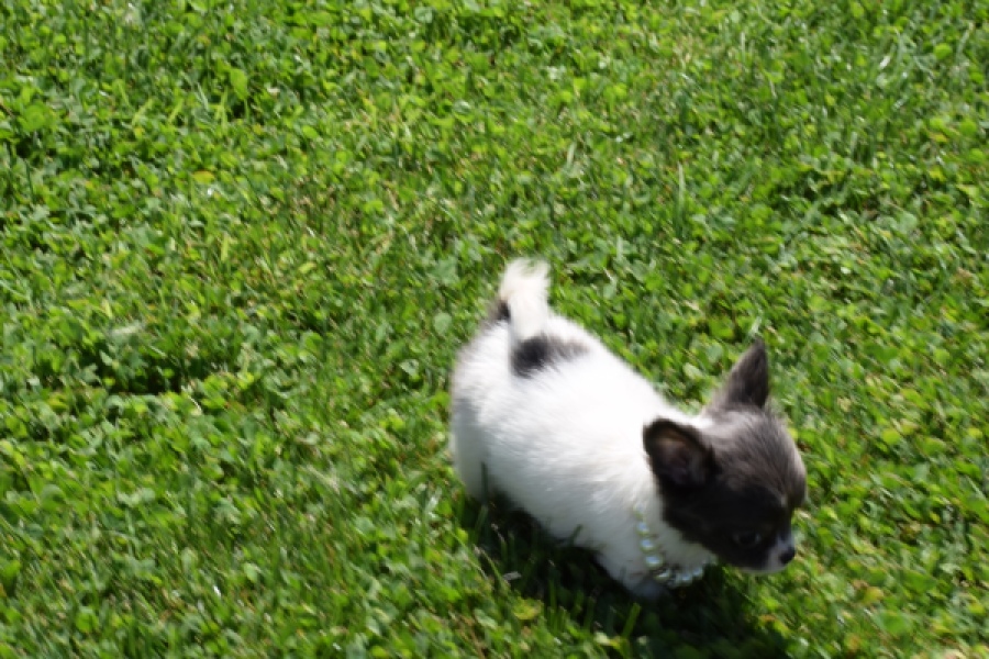Chihuahua (teef) 49013