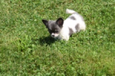 Chihuahua (teef) 49013