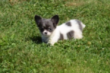 Chihuahua (teef) 49013