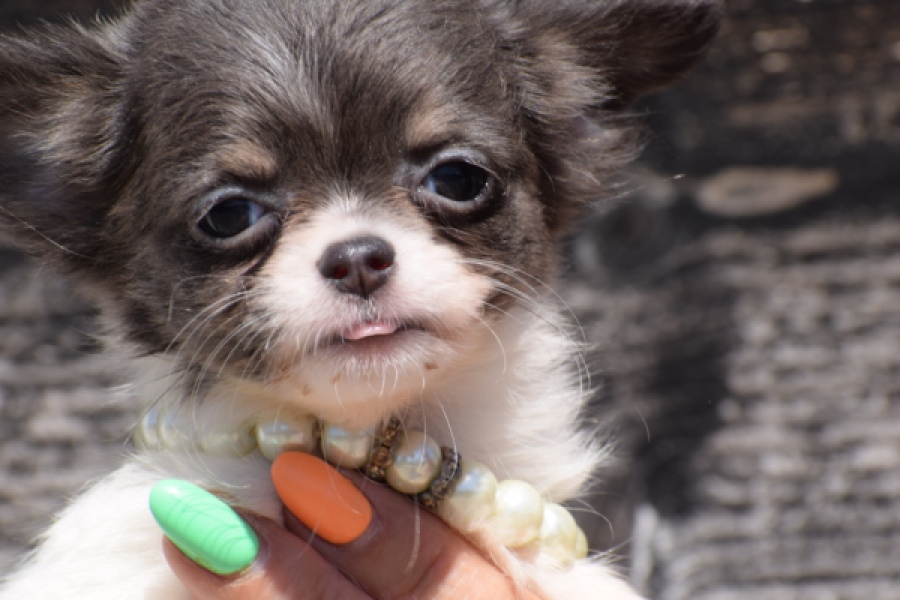 Chihuahua (teef) 49013