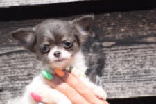 Chihuahua (teef) 49013