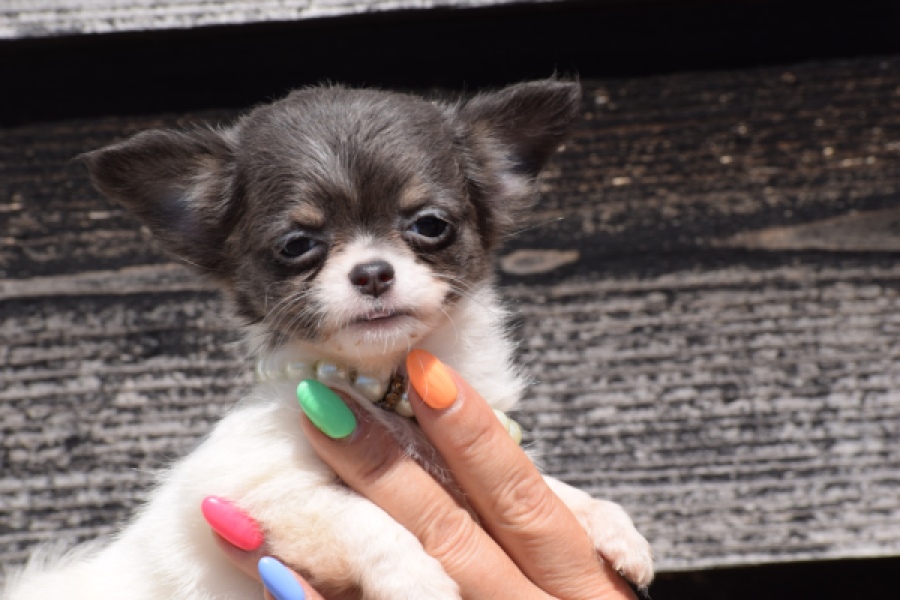 Chihuahua (teef) 49013