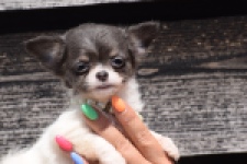 Chihuahua (teef) 49013