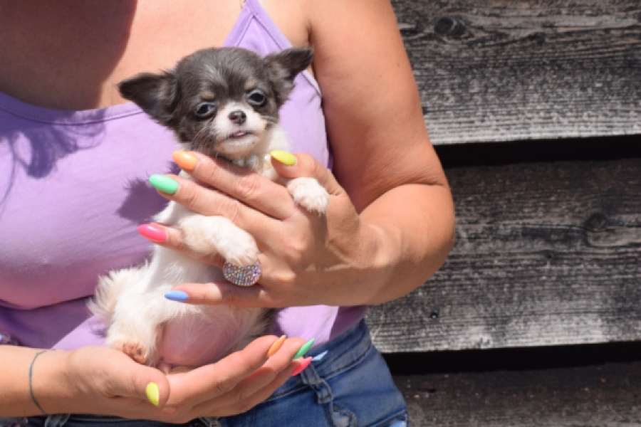 Chihuahua (teef) 49013