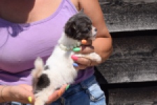Chihuahua (teef) 49013