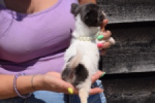 Chihuahua (teef) 49013