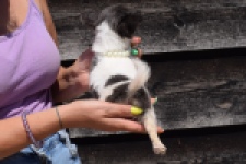 Chihuahua (teef) 49013