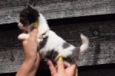 Chihuahua (teef) 49013