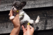 Chihuahua (teef) 49013