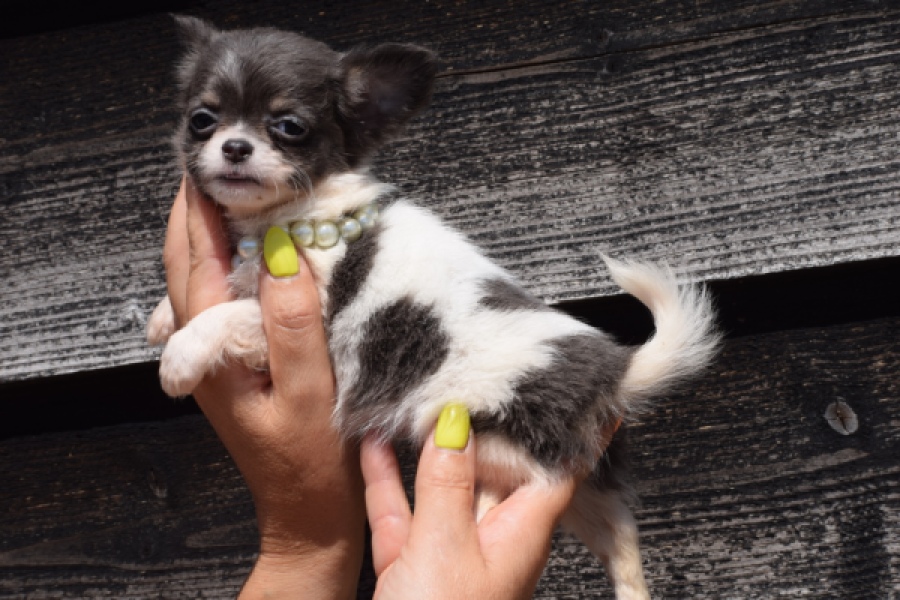 Chihuahua (teef) 49013