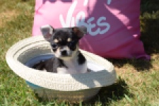 Chihuahua (teef) 43392