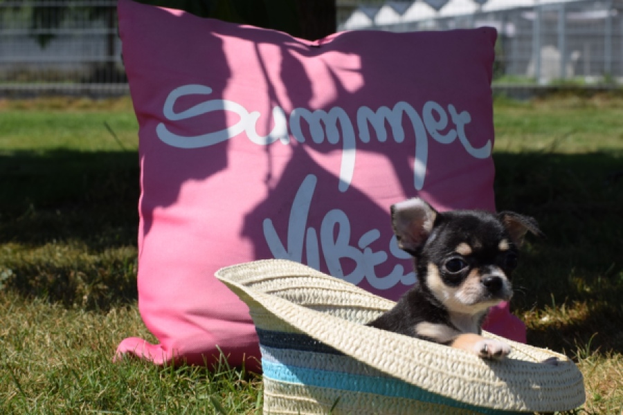 Chihuahua (teef) 43392