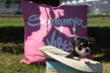 Chihuahua (teef) 43392