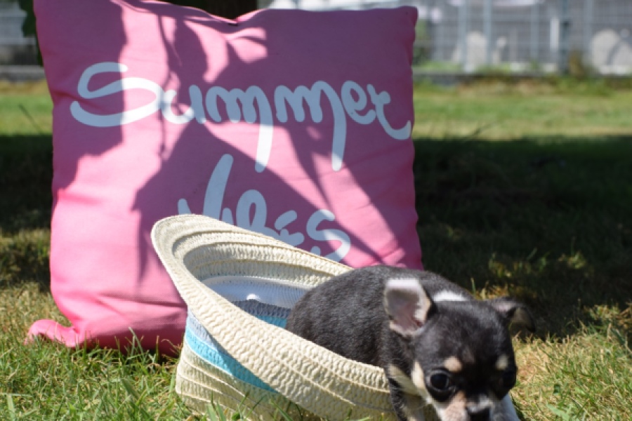 Chihuahua (teef) 43392