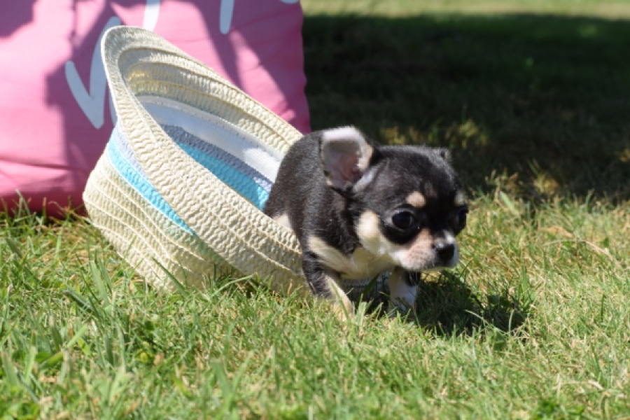 Chihuahua (teef) 43392