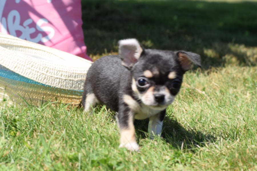 Chihuahua (teef) 43392