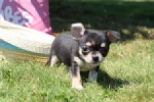 Chihuahua (teef) 43392