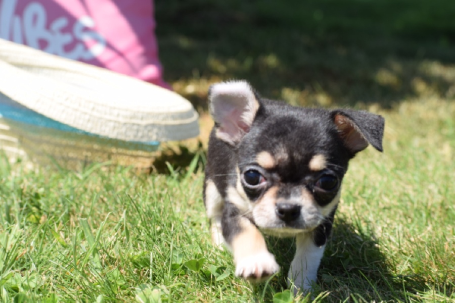 Chihuahua (teef) 43392