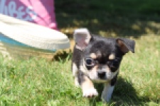 Chihuahua (teef) 43392