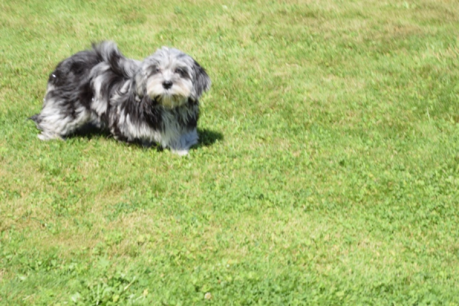 Boomer (reu) 63900