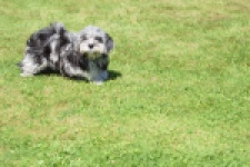 Boomer (reu) 63900