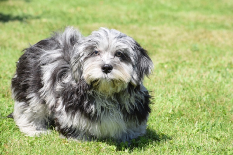 Boomer (reu) 63900
