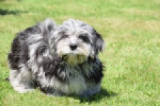 Boomer (reu) 63900