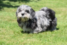 Boomer (reu) 63900