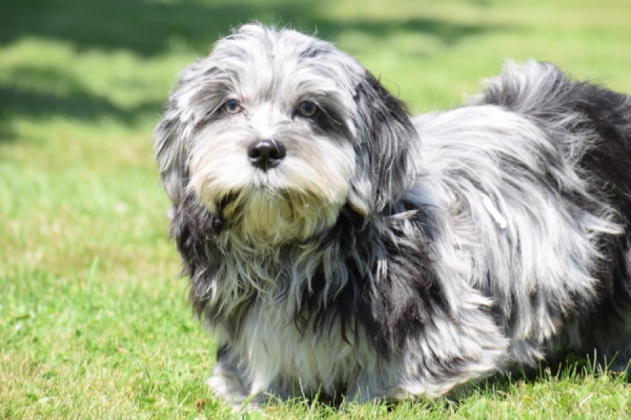 Boomer (reu) 63900