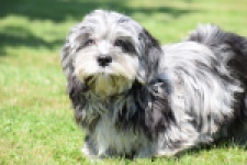 Boomer (reu) 63900