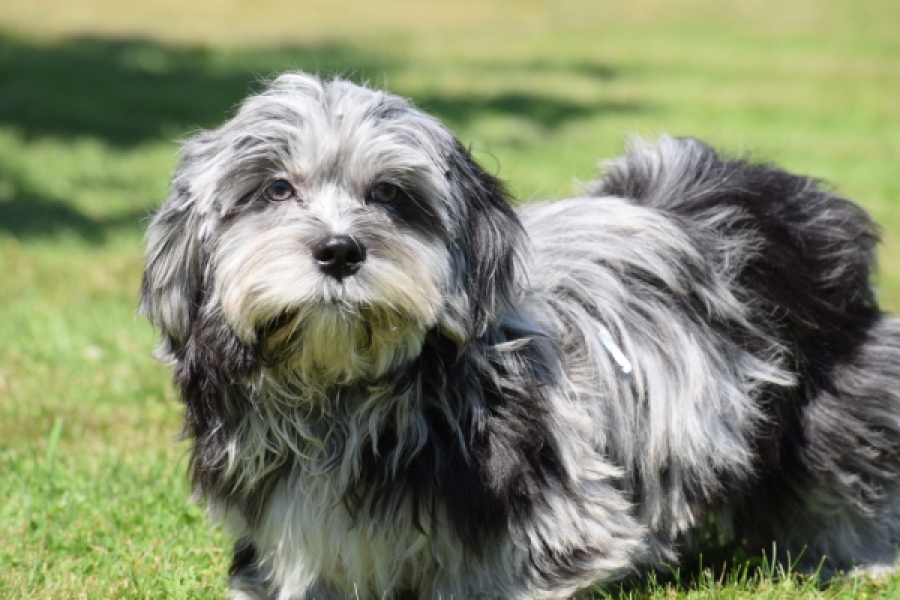 Boomer (reu) 63900