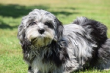 Boomer (reu) 63900