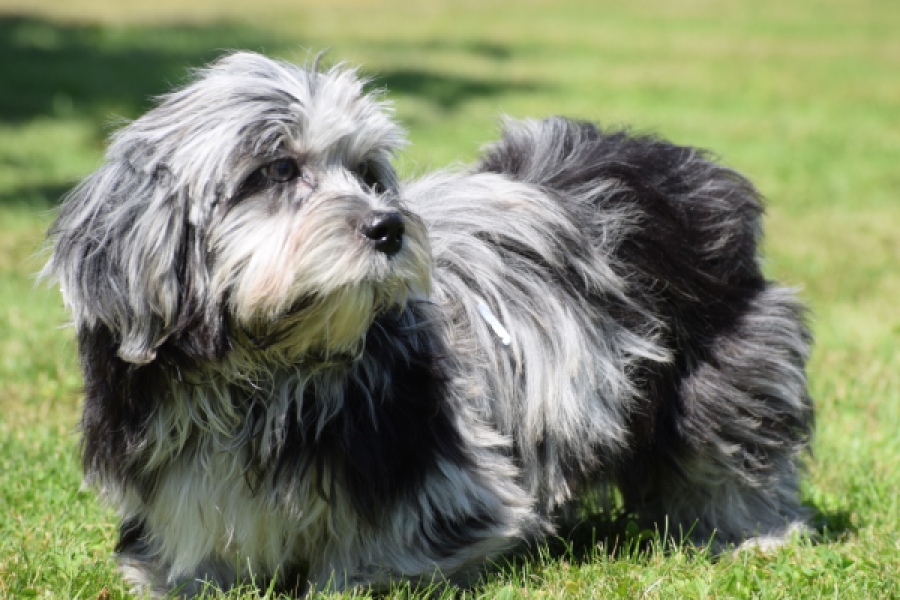Boomer (reu) 63900