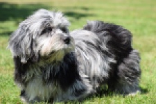 Boomer (reu) 63900