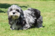 Boomer (reu) 63900