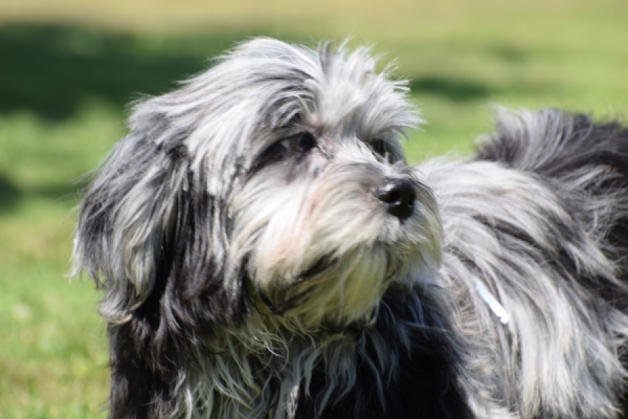 Boomer (reu) 63900