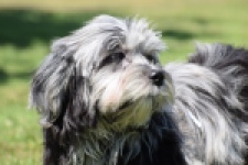 Boomer (reu) 63900