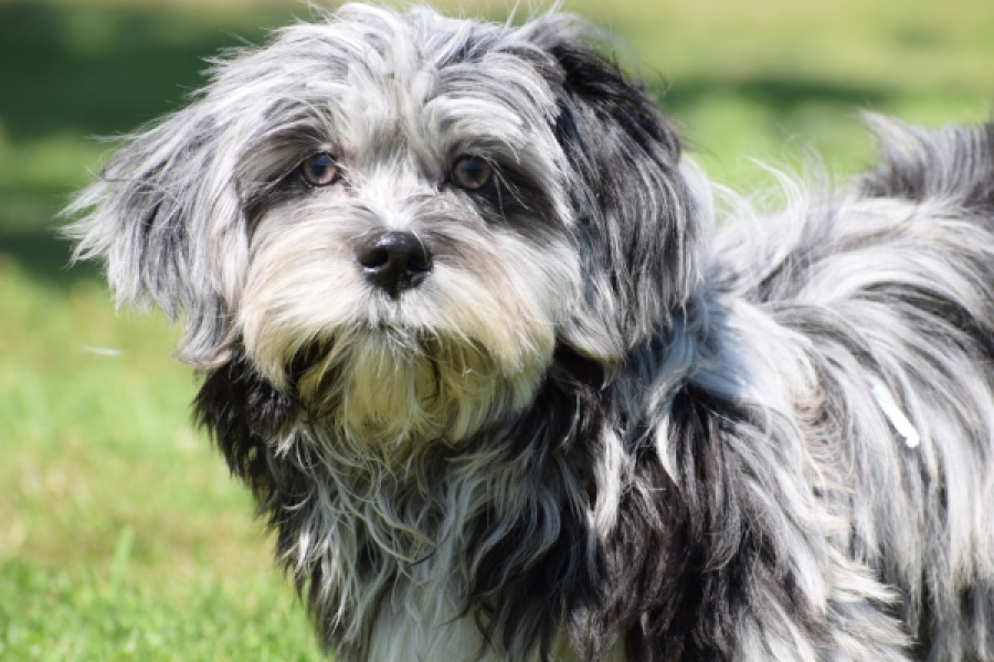 Boomer (reu) 63900