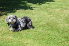 Boomer (reu) 63900