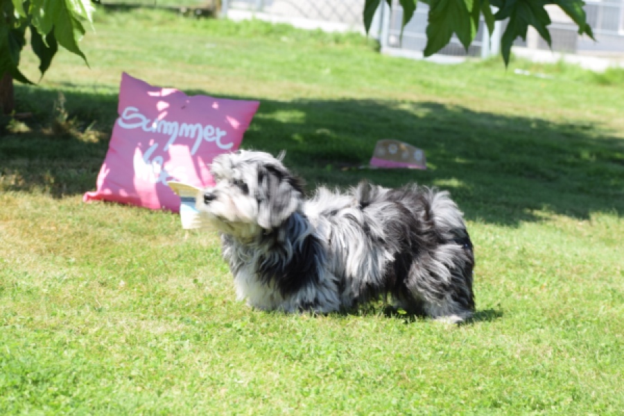 Boomer (reu) 63900