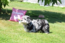 Boomer (reu) 63900