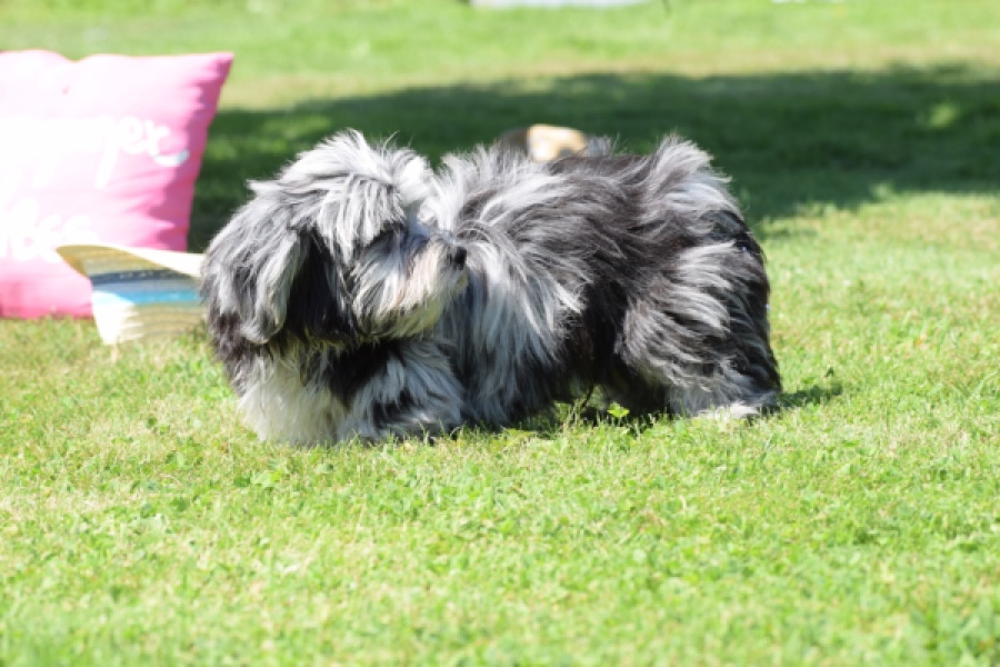 Boomer (reu) 63900
