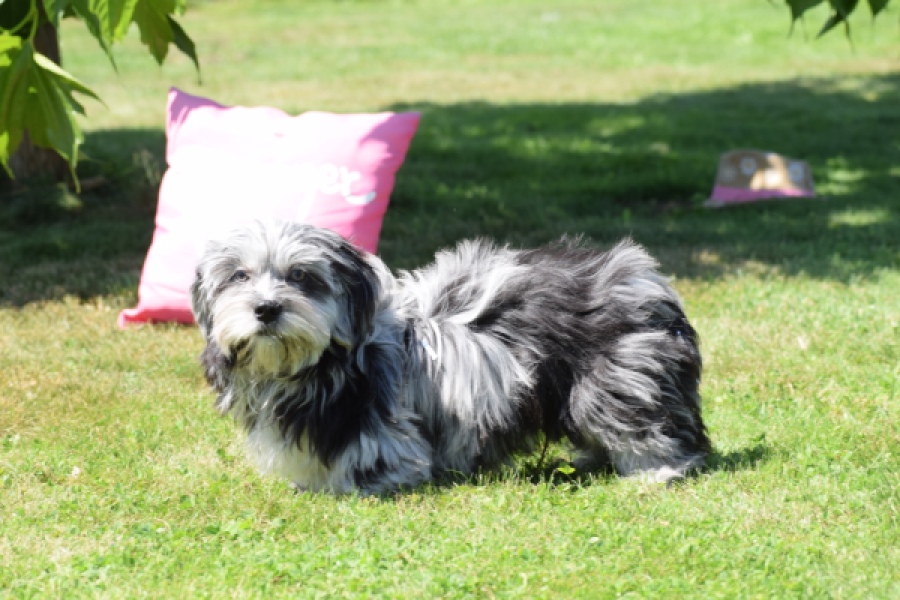 Boomer (reu) 63900