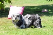 Boomer (reu) 63900
