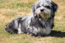 Boomer (reu) 63900