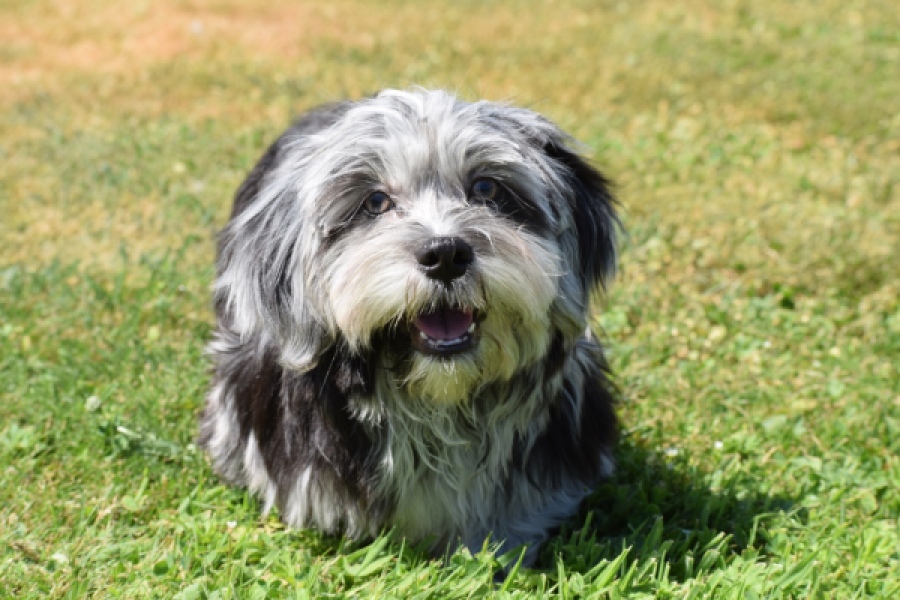 Boomer (reu) 63900