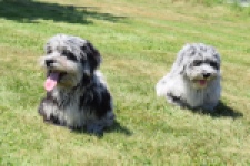 Boomer (reu) 63900