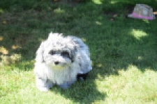 Boomer (reu) 63907