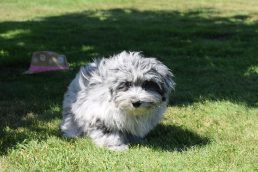 Boomer (reu) 63907
